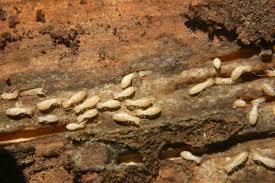 Termite Control By CITIZEN PEST CONTROL