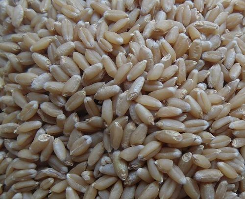 GNET Wheat