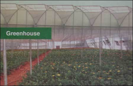 Poly Greenhouse