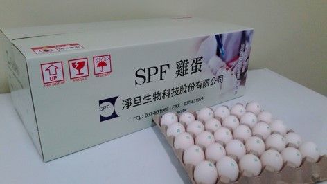 Fertile Spf Eggs