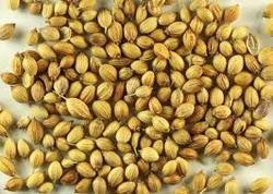 Coriander Seed