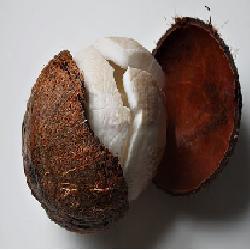 Mature Coconut