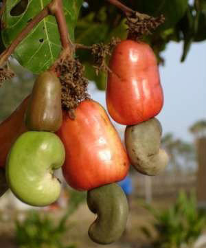 Raw Cashew Nuts In Shell