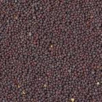 Black Mustard Seed