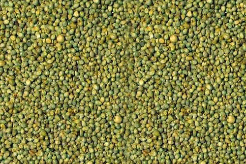 Indian Green Millet