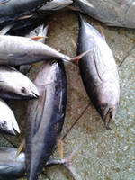 Frozen Yellowfin Tuna