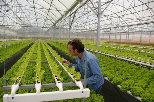 Hydroponic NFT Systems for Greenhouse Vegetable Production