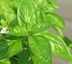 Basil Oil In Ludhiana Punjab At Best Price Basil Oil