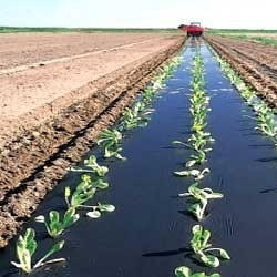 Black Mulch Films