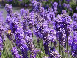 Natural Lavender Oil