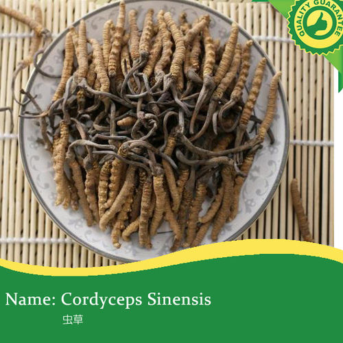 100% Natural Cordyceps Sinensis