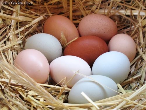 Chicken Eggs - Fresh Grade A Quality, Ideal for Varied Culinary Creations