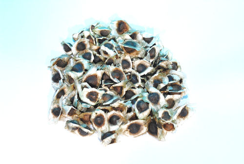 Moringa PKM1 Seeds