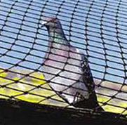 Pigeon Protection Net