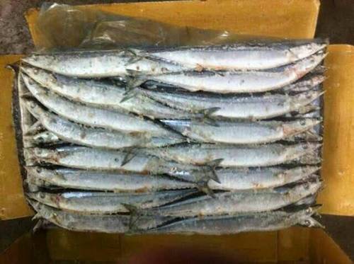 Frozen Saury Fish