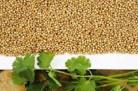 Coriander