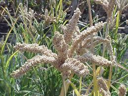 Millet - High-Quality Small-Seeds, Fertile for Semi-Arid Tropics, Ideal for Human Food & Fodder