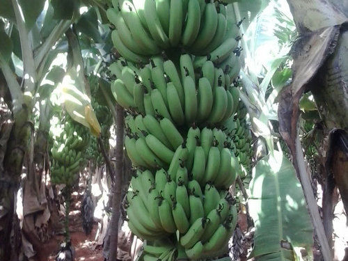 Green Cavendish Banana