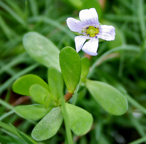 Bacopa Monnieri Extract (20%, 50%)