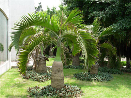 Pansare Nursery Hyophorbe Lagenicaulis Bottle Palm Tree, For Garden at Rs  30 in Pune