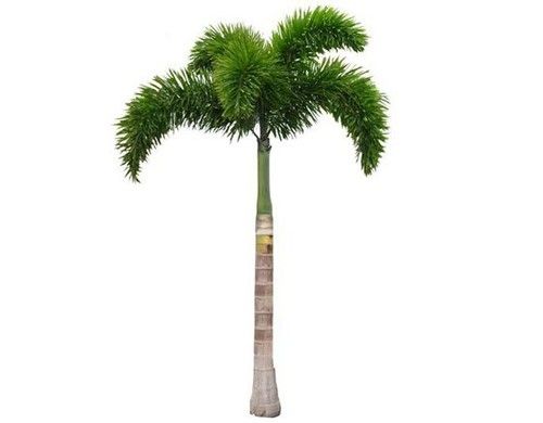 Foxtail Palm