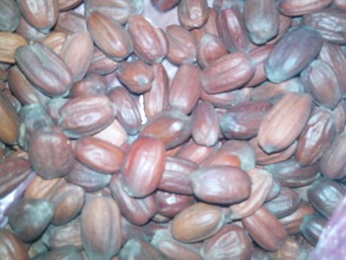 Jojoba Seed