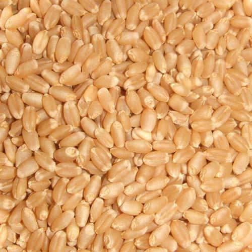 M P Sharbati Wheat