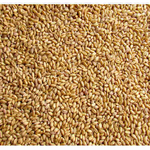Raw Wheat