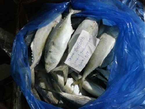 Exclusive Indian Mackerel Fishes
