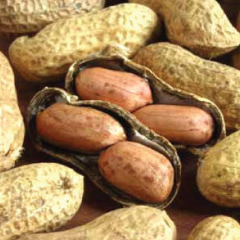 Champ Peanut Seeds