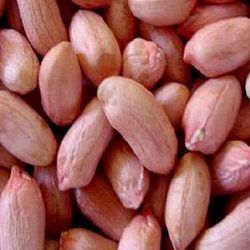 Peanut Seeds