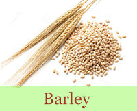 Barley