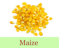 Maize