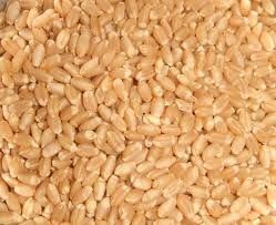 Madhusudan Wheat