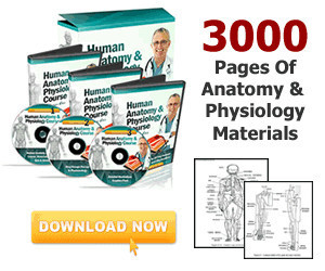 Dr.James Ross Human Anatomy And Physiology Course