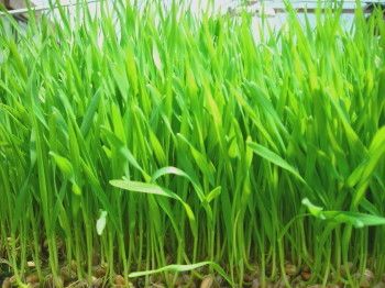 Wheat Grass Leaves Dry