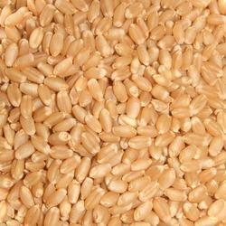 Sorted Wheat - Premium Quality Whole Grains | Naturally Processed