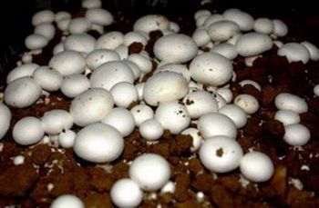 Mushroom Seed