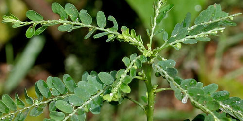 Phyllanthus Nirurui Extract (Bitter principles 3%)