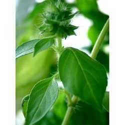 Basil Oil (Ocimum Cannum)