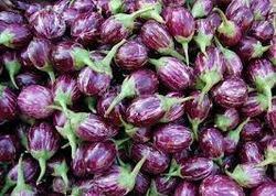 Brinjal