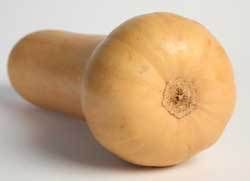 Butternut Squash