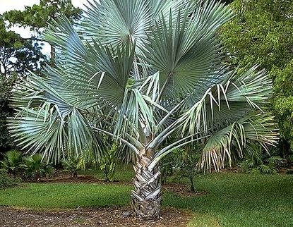 Bismarkia Palm Tree