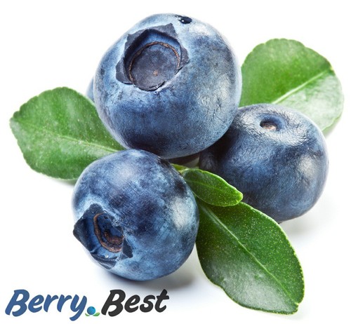 Bilberry