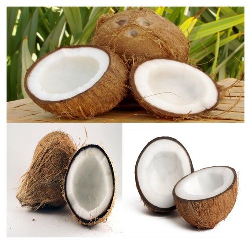 Coconut (Husked and Semi-Husked)