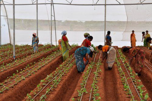 Agriculture Green House