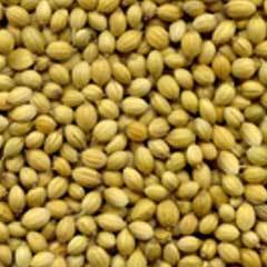 Coriander Seeds