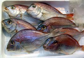 Seabream