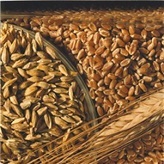 O&A international Wheat