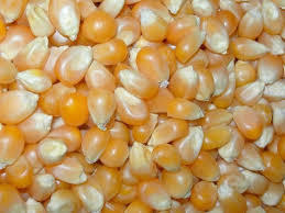 High Quality Hybrid Maize Seeds
